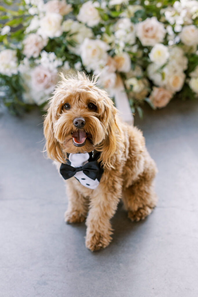 dog dressed for a wedding