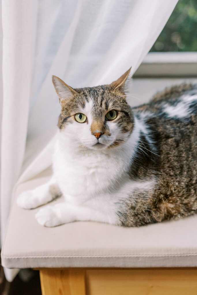 an engaged couple with their pet cat